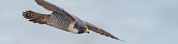 Peregrine Free Trial Image
